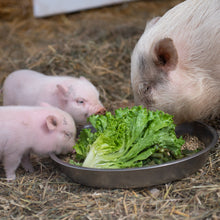 Pig Care Package