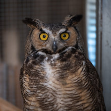 Wildlife Rehab Package