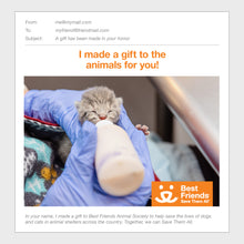 Kitten Care Package