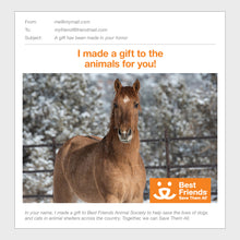 Horse Care Package