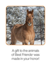 Horse Care Package