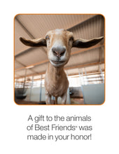 Goat Care Package