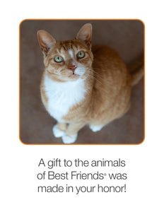 Sponsor Koda