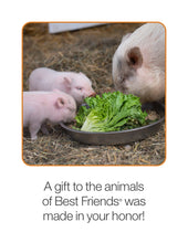 Pig Care Package