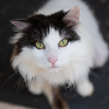 Sponsor Precious