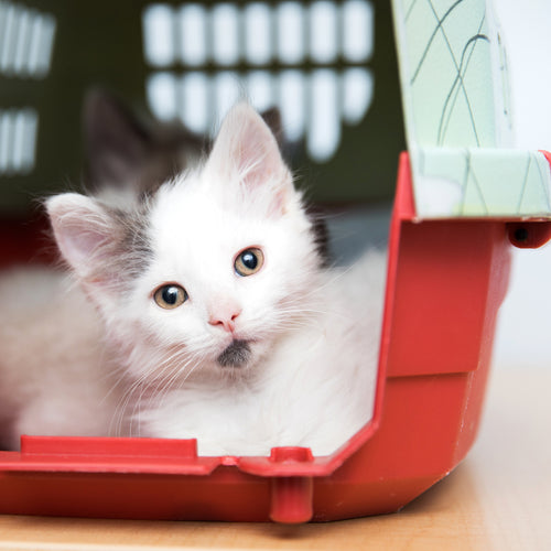 Catalog of Kindness Best Friends Animal Society's Catalog of Kindness