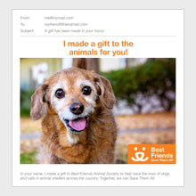 Senior Pet Care Package