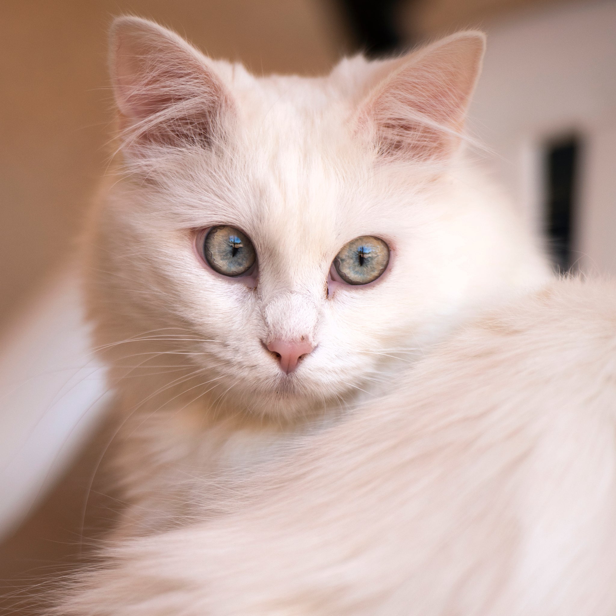 Sponsorships Page 2 Best Friends Animal Society's Catalog of Kindness