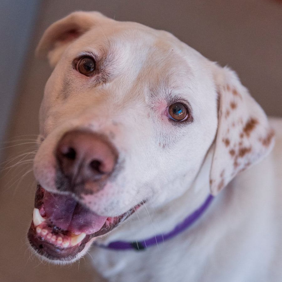 Sponsorships Page 2 Best Friends Animal Society's Catalog of Kindness