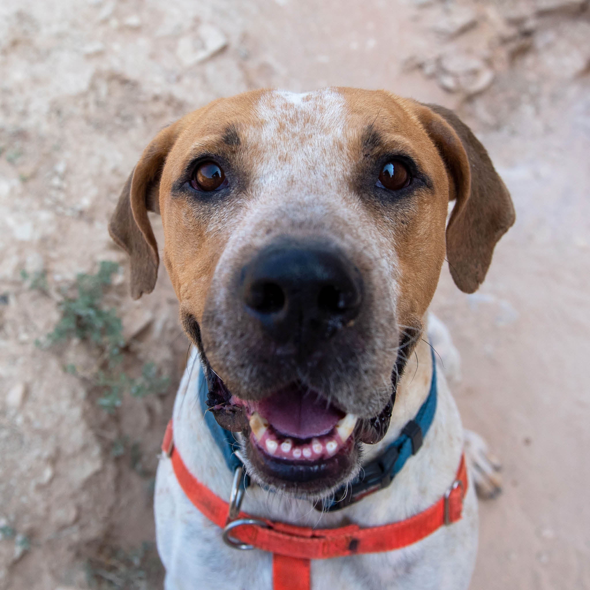 DogLover Collection Best Friends Animal Society's Catalog of Kindness